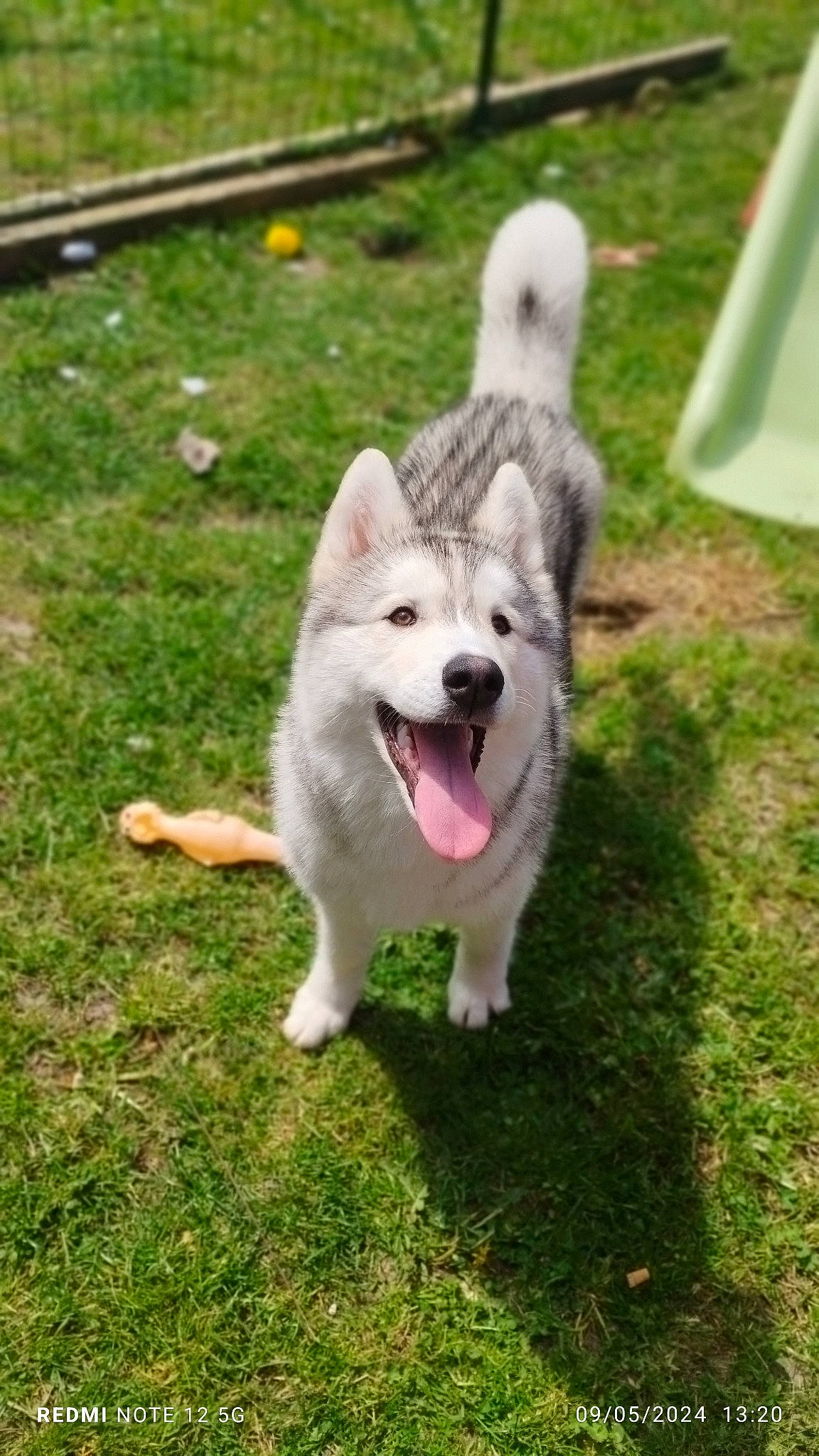 üky a rejoint le concours — aidez-le/la à gagner de superbes lots ! canidae, carnivore, collar, companion_dog, dog, dog_agility, dog_breed, fang, grass, livestock_guardian_dog, non_sporting_group, paper_towel, pet_supply, plant, snout, sporting_group, tail, terrestrial_animal, working_animal, working_dog