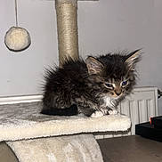 Tigrou participe au concours pour gagner de l'argent avec cette photo : kitten, cat, cat_tree, furniture, indoor, pet, animal, small, fuzzy, toy, dangle, sleepy, grumpy, beige, wood, table, radiator, wall, cute, fur