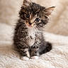 kitten, cat, fluffy, cute, furry, pet, animal, young, small, soft, whiskers, sitting, curious, indoor, domestic, feline, adorable, closeup, portrait, fuzzy