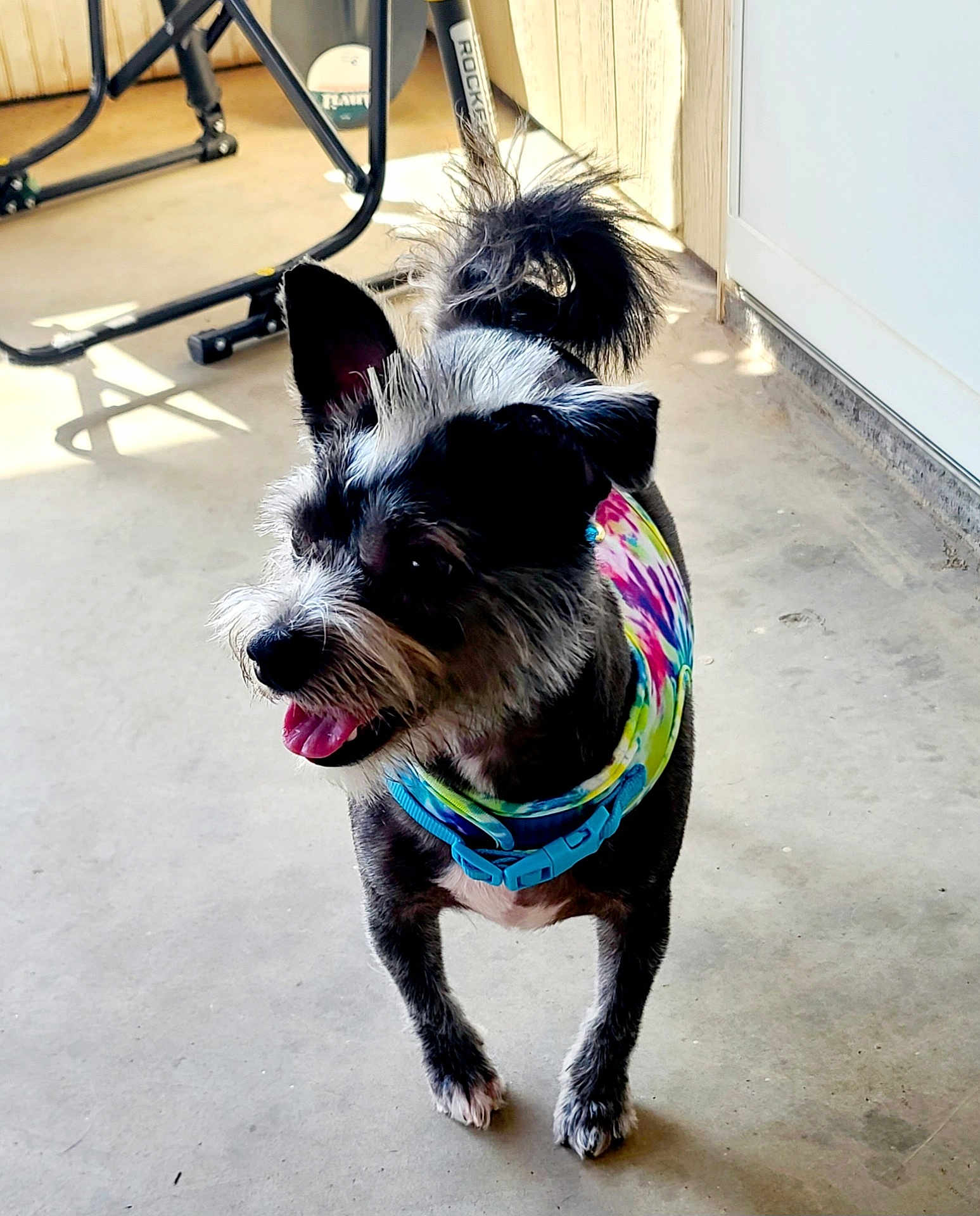 Zeus is registered to the contest to win money with this photo: black_and_white, blue_collar, companion, concrete_floor, dog, domestic_animal, exercise_equipment, four_legs, fur_texture, happy, indoor, pet, scruffy_fur, shadow, small_dog, standing, tail_up, tie_dye_bandana, tongue_out, wood_paneling