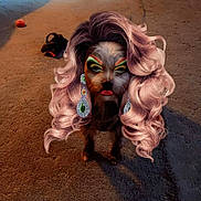 Zeus is registered to the contest to win money with this photo: brown_carpet, carpet, costume, curly_hair, decor, dog, earrings, floor, funny, furniture, home, indoor, lighting, makeup, pet, portrait, shadow, small_dog, toy, wig