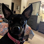 Mabel joined the competition — help win amazing prizes! dog, small_dog, pet, indoor, bedroom, collar, tag, ears, close_up, black_dog, brown_markings, furniture, quilt, bedspread, blurred_background, floor, carpet, reflection, cute, alert