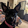 dog, small_dog, pet, indoor, bedroom, collar, tag, ears, close_up, black_dog, brown_markings, furniture, quilt, bedspread, blurred_background, floor, carpet, reflection, cute, alert