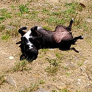 Sweetpea is registered to the contest to win money with this photo: animal, black_and_white, canine, daylight, dirt, dog, fur, grass, ground, happy, lying_down, nature, outdoor, paw, pet, playful, relaxing, rocks, rolling, sunny