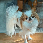 Niko Stubenrauch is registered to the contest to win money with this photo: dog, small_dog, fluffy, long_tail, wooden_floor, indoor, pet, cute, white_fur, brown_patches, furniture, legs, natural_light, shadow, standing, looking_up, companion, animal, domestic, friendly