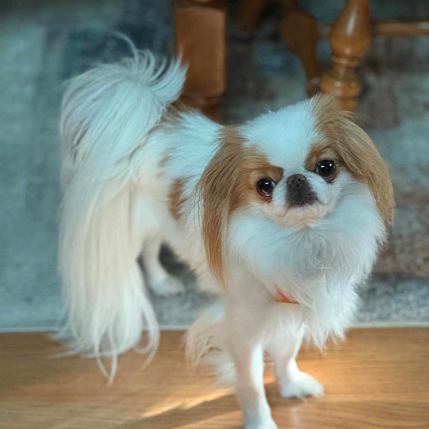 Niko Stubenrauch is registered to the contest to win money with this photo: animal, brown_patches, companion, cute, dog, domestic, fluffy, friendly, furniture, indoor, legs, long_tail, looking_up, natural_light, pet, shadow, small_dog, standing, white_fur, wooden_floor