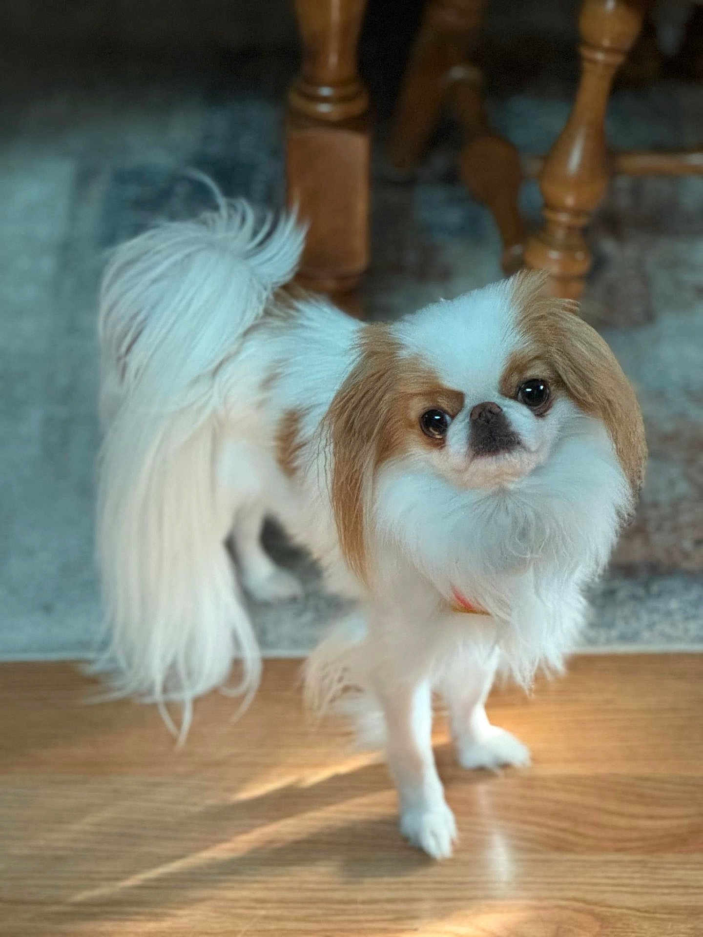 Niko Stubenrauch is registered to the contest to win money with this photo: dog, small_dog, fluffy, long_tail, wooden_floor, indoor, pet, cute, white_fur, brown_patches, furniture, legs, natural_light, shadow, standing, looking_up, companion, animal, domestic, friendly