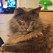 Sultan a rejoint le concours — aidez-le/la à gagner de superbes lots ! cat, fluffy, gray, indoor, wooden_surface, pet, animal, feline, yellow_eyes, relaxed, close_up, face, whiskers, ears, fur, table, lamp, background, cozy, domestic