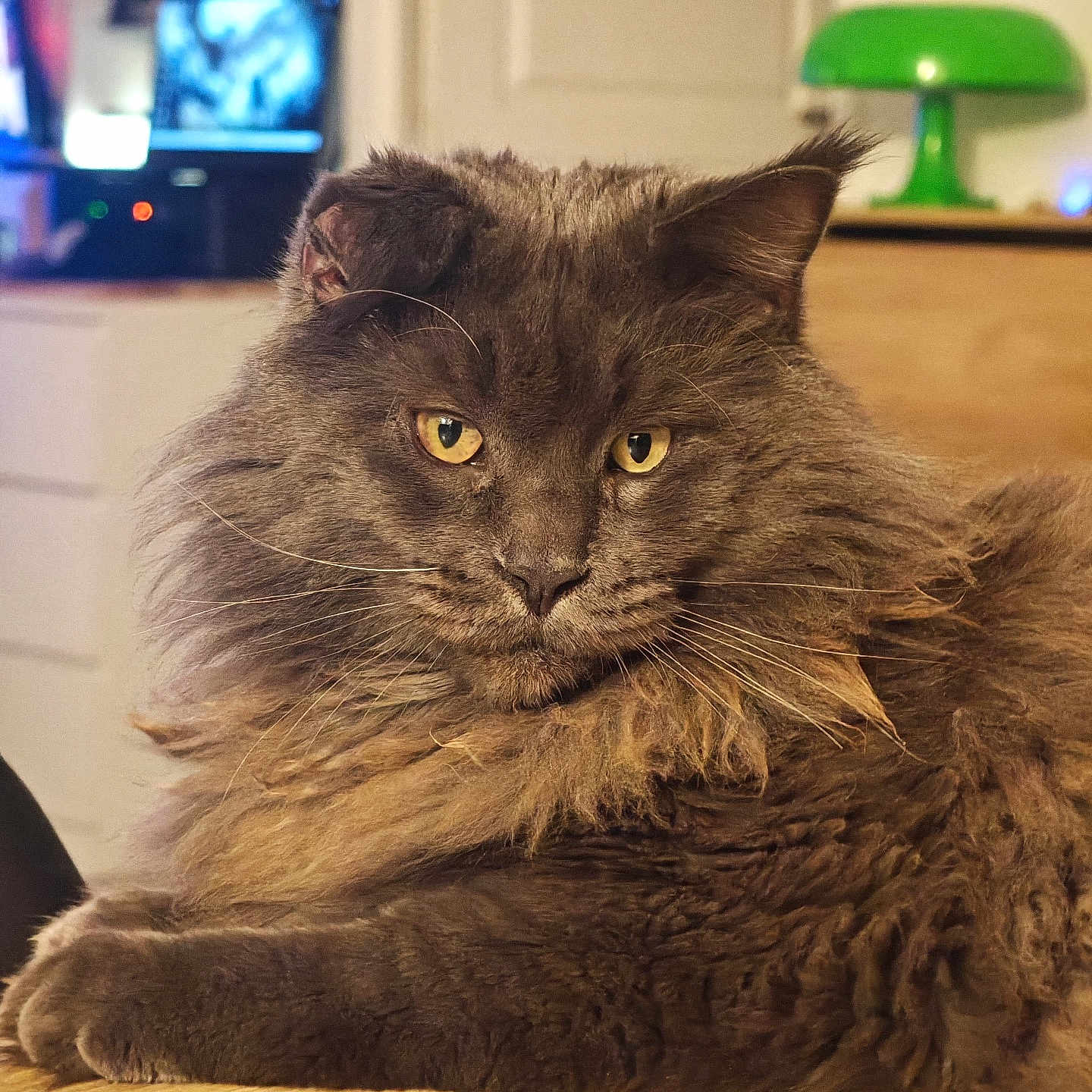 Sultan a rejoint le concours — aidez-le/la à gagner de superbes lots ! animal, background, cat, close_up, cozy, domestic, ears, face, feline, fluffy, fur, gray, indoor, lamp, pet, relaxed, table, whiskers, wooden_surface, yellow_eyes