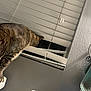 cat, tabby, window_blind, curious, indoor, water_bottle, counter, toiletries, gray_wall, pet, animal, feline, household, daylight, looking, close_up, domestic, room, texture, curiosity