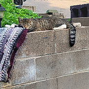 Boots joined the competition — help win amazing prizes! cat, tabby, sleeping, concrete_wall, blanket, outdoor, street, greenery, tail, quiet, relaxed, daylight, resting, feline, patterned_fur, side_view, animal, nature, calm, sunlight