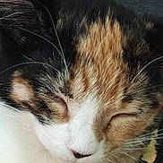 Mary joined the competition — help win amazing prizes! cat, calico, sleeping, close_up, fur, whiskers, animal, pet, face, nose, ear, peaceful, resting, cute, mammal, domestic_animal, feline, soft, natural_light, relaxation