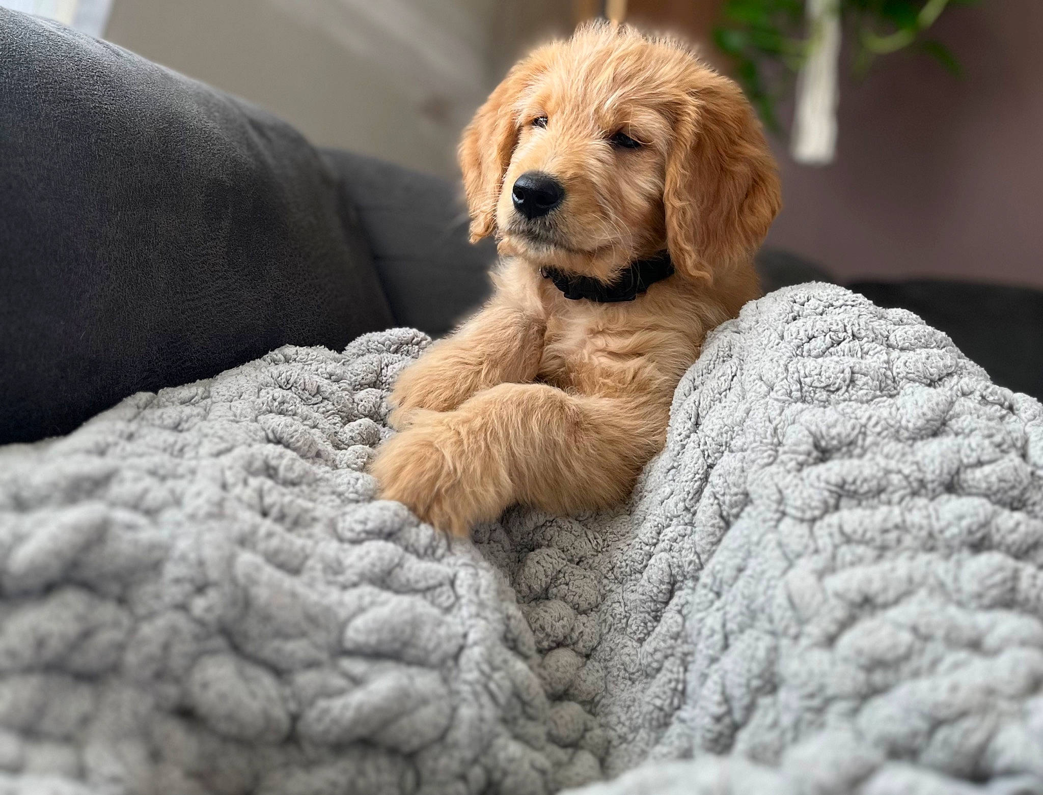 Goose is registered to the contest to win money with this photo: carnivore, close_up, comfort, companion_dog, couch, dog, dog_breed, dog_supply, door, fawn, fur, liver, paw, retriever, snout, sporting_group, terrestrial_animal, whiskers, wood, working_animal