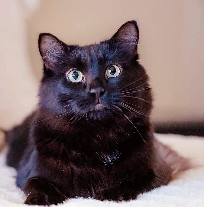 Abu is registered to the contest to win money with this photo: black_cat, bombay, carnivore, cat, claw, domestic_short_haired_cat, felidae, fur, paw, small_to_medium_sized_cats, snout, terrestrial_animal, vertebrate, whiskers, window