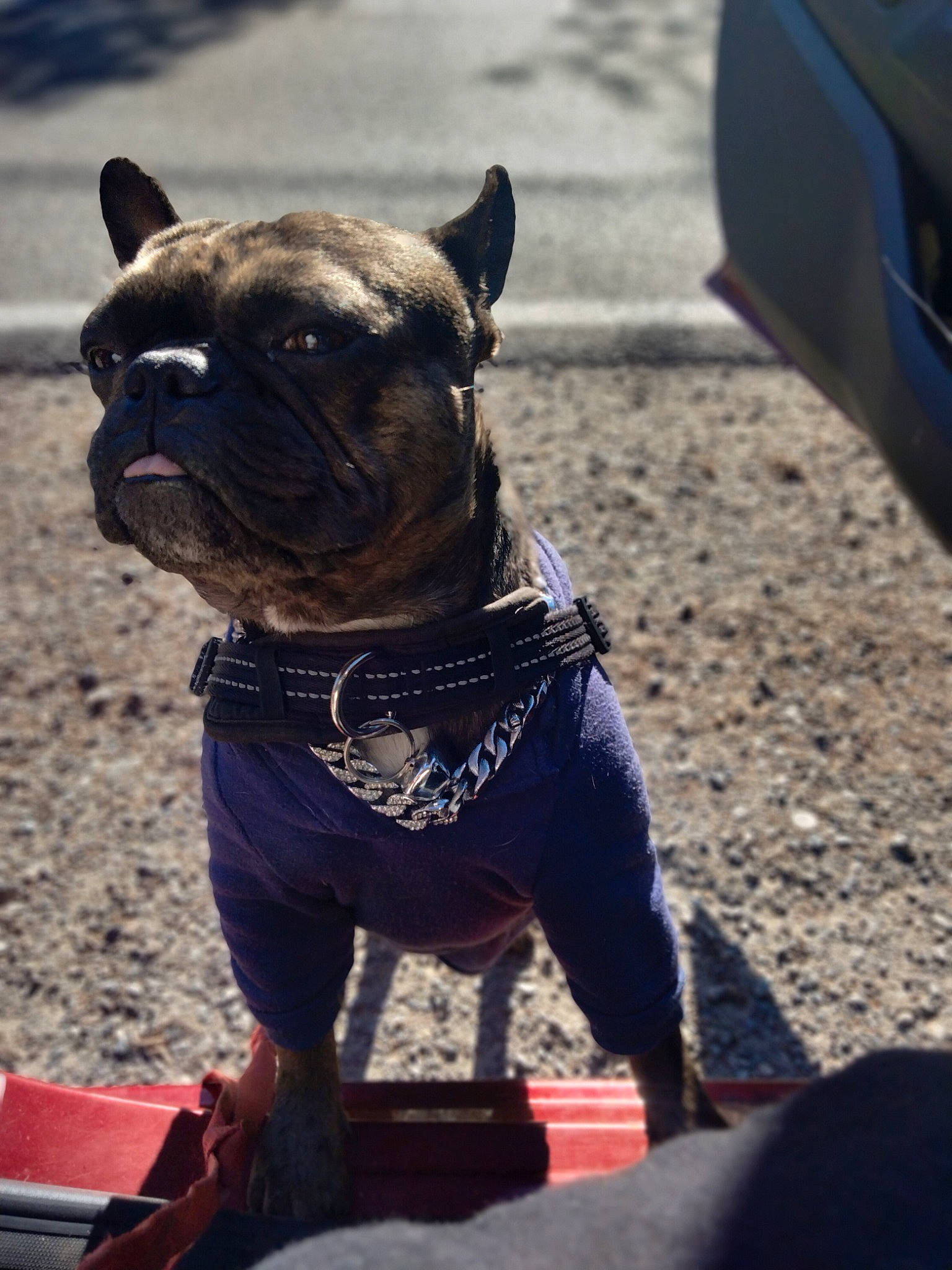 Drako joined the competition — help win amazing prizes! bulldog, canidae, carnivore, collar, companion_dog, dog, dog_breed, dog_collar, electric_blue, fawn, french_bulldog, leash, molosser, pug, snout, sporting_group, terrestrial_animal, toy_dog, working_animal, wrinkle