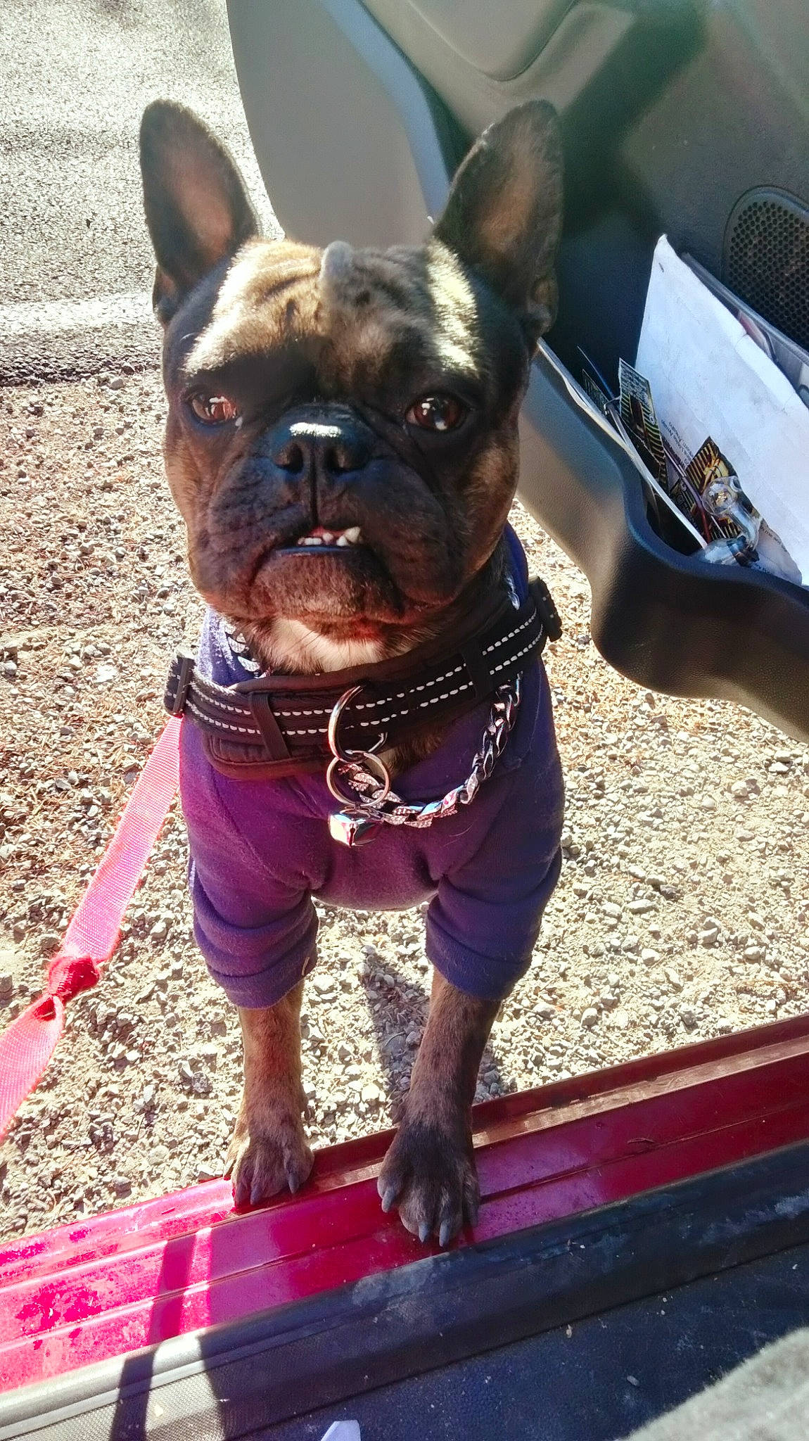 Drako is registered to the contest to win money with this photo: bulldog, canidae, carnivore, collar, companion_dog, dog, dog_breed, dog_collar, fawn, leash, liver, pet_supply, pink, snapshot, snout, sporting_group, toy_dog, window, working_animal, wrinkle
