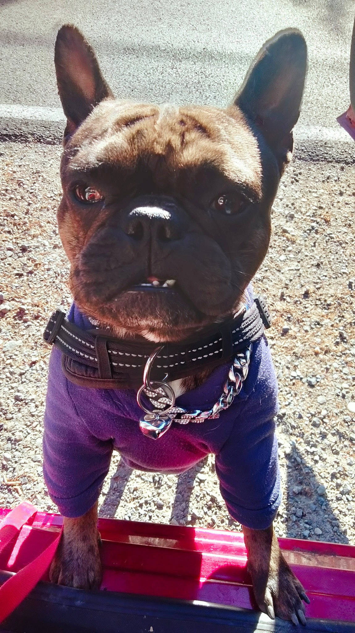 Drako joined the competition — help win amazing prizes! bulldog, canidae, carnivore, collar, companion_dog, dog, dog_breed, dog_collar, electric_blue, fawn, leash, pet_supply, photograph, snapshot, snout, sporting_group, toy_dog, whiskers, working_animal, wrinkle