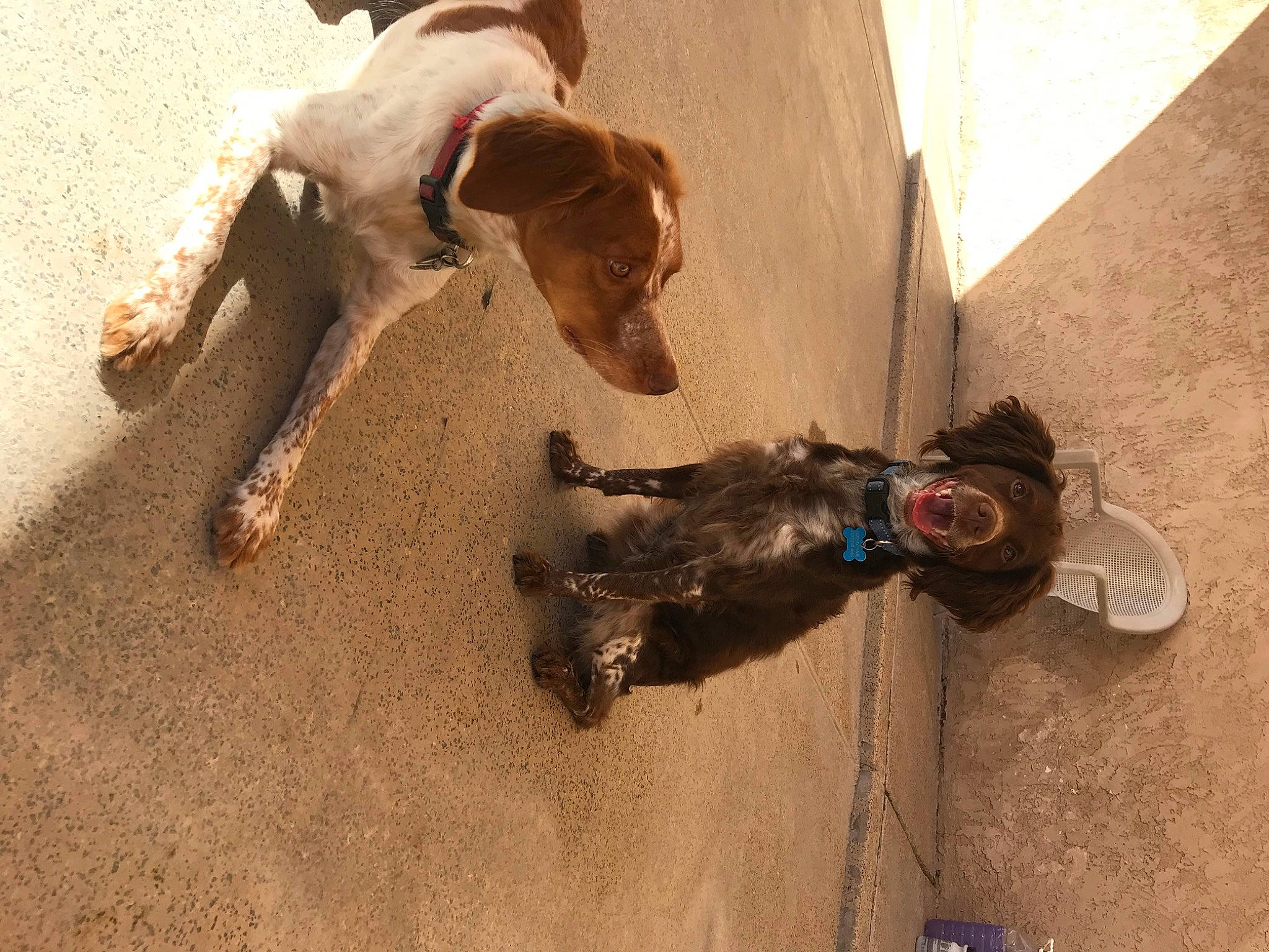 Navi joined the competition — help win amazing prizes! canidae, carnivore, collar, companion_dog, dog, dog_breed, dog_supply, fawn, flooring, fur, mammal, paw, pet_supply, snout, sporting_group, wood, working_animal