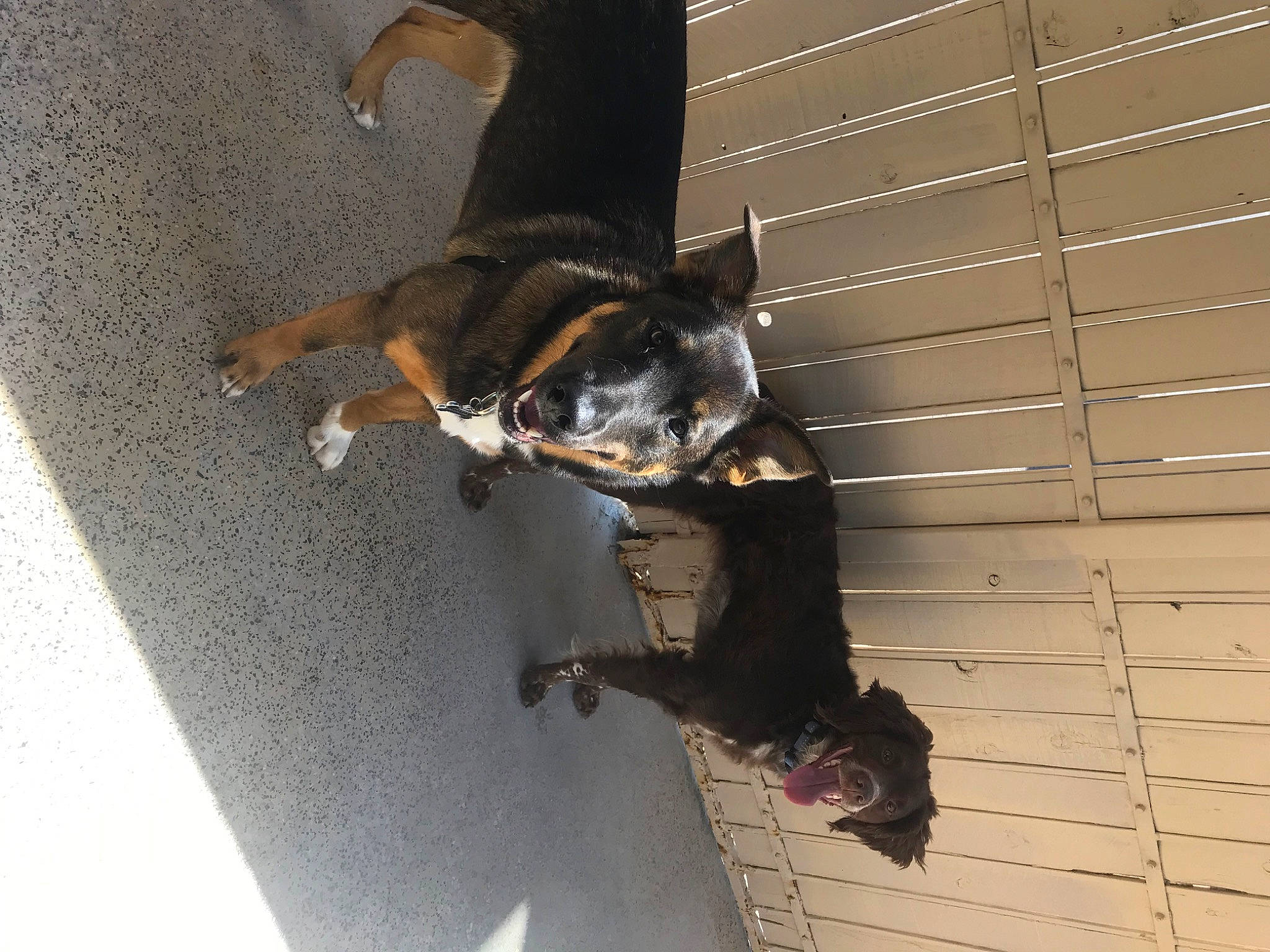 Navi joined the competition — help win amazing prizes! canidae, carnivore, collar, companion_dog, dog, dog_breed, dog_collar, fawn, guard_dog, hound, leash, paw, pet_supply, shadow, snout, sporting_group, tail, toy_dog, working_animal, working_dog