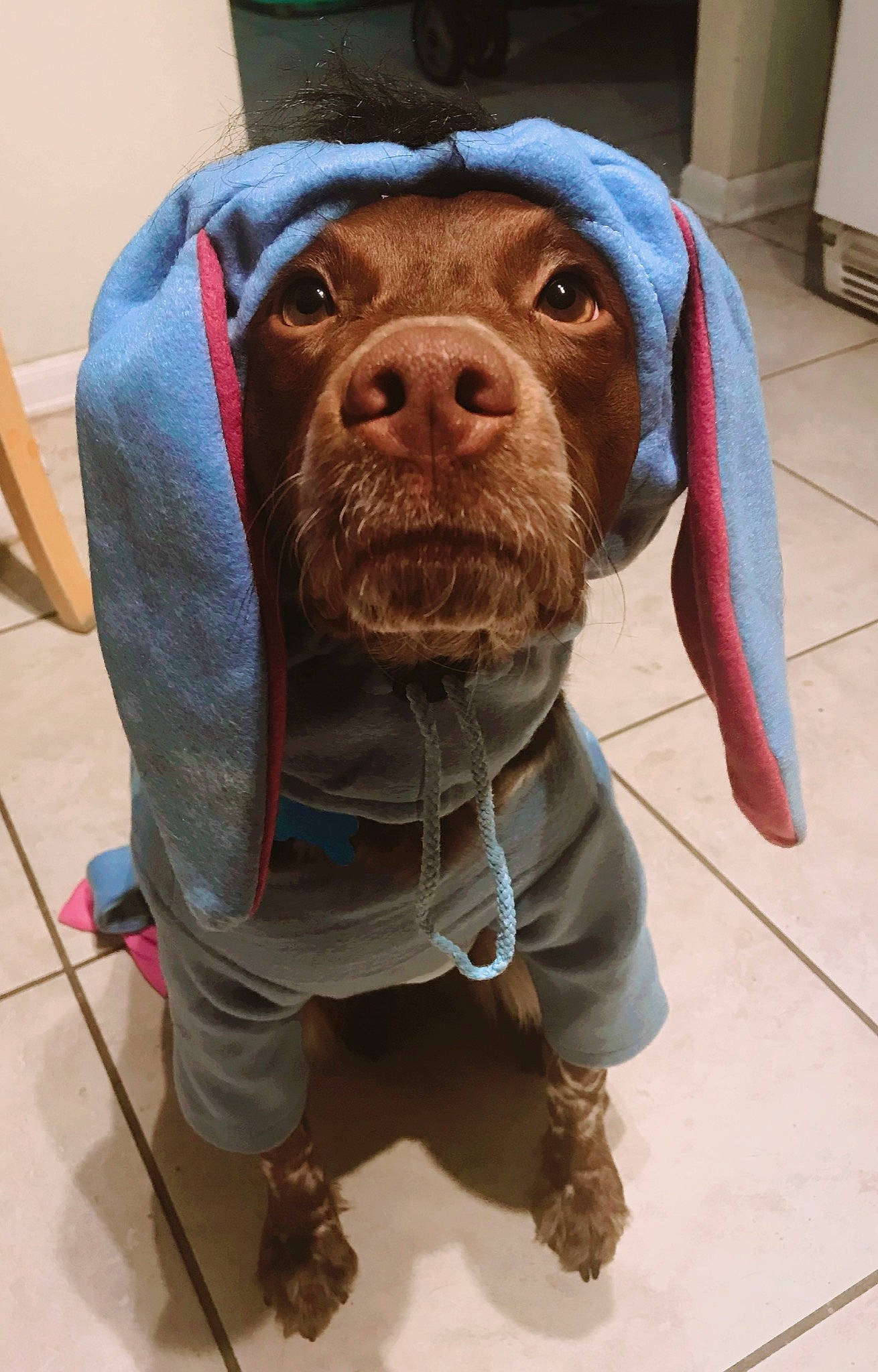 Navi joined the competition — help win amazing prizes! canidae, carnivore, collar, companion_dog, dog, dog_breed, dog_clothes, dog_collar, dog_supply, fawn, flooring, fur, leash, liver, personal_protective_equipment, pet_supply, snout, sporting_group, whiskers, working_animal