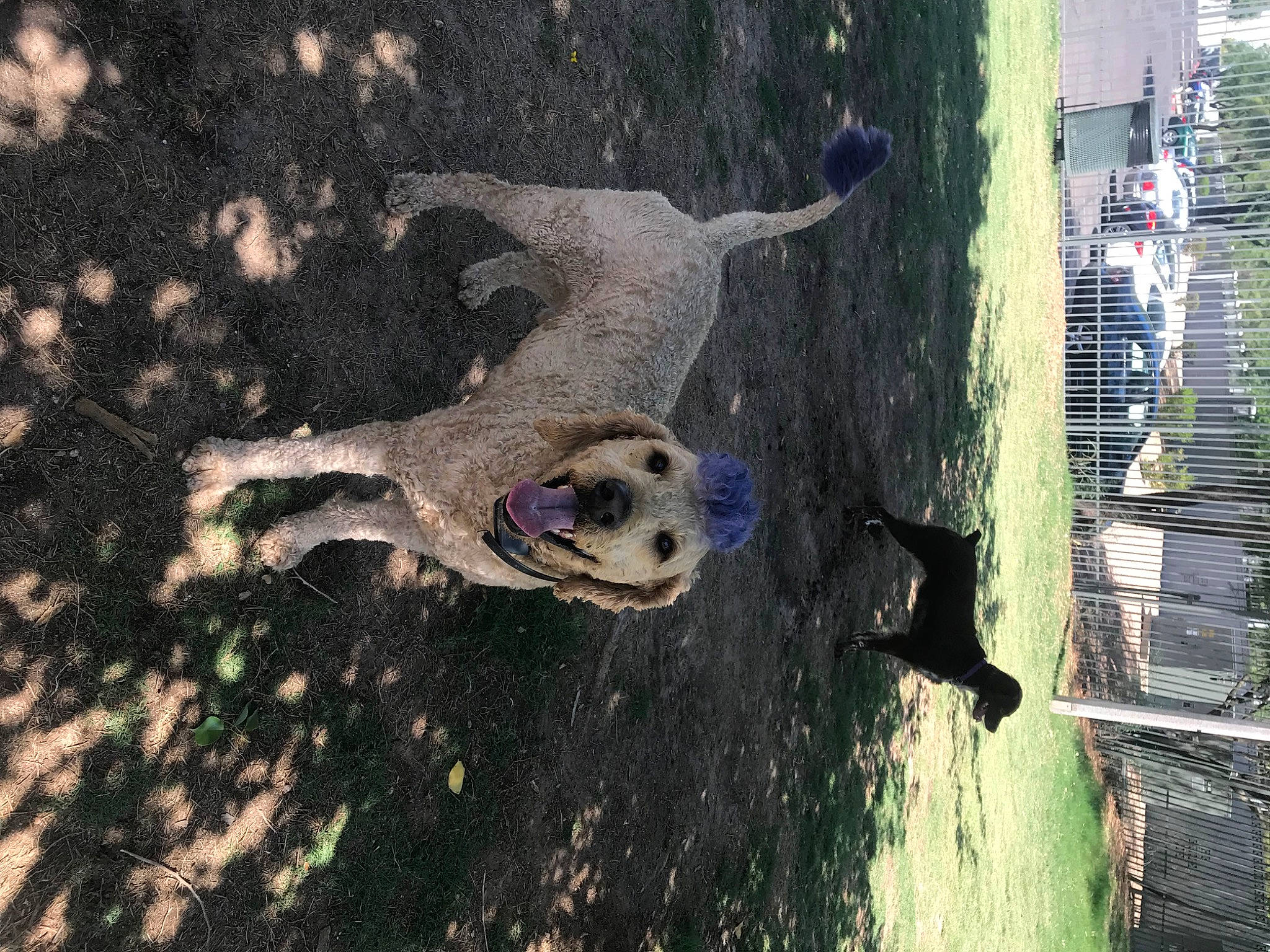 Duke joined the competition — help win amazing prizes! art, canidae, carnivore, dalmatian, dog, dog_breed, fawn, plant, reflection, seabird, skull, snout, soil, sporting_group, tail, terrestrial_animal, tree, water, wildlife, wood