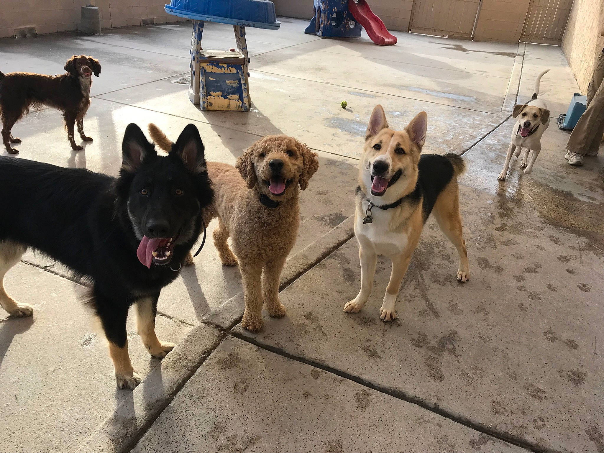 Duke is registered to the contest to win money with this photo: ancient_dog_breeds, carnivore, chair, collar, companion_dog, dog, dog_breed, dog_supply, fawn, flooring, leash, non_sporting_group, pet_supply, snout, sporting_group, street, street_dog, tail, working_animal, working_dog