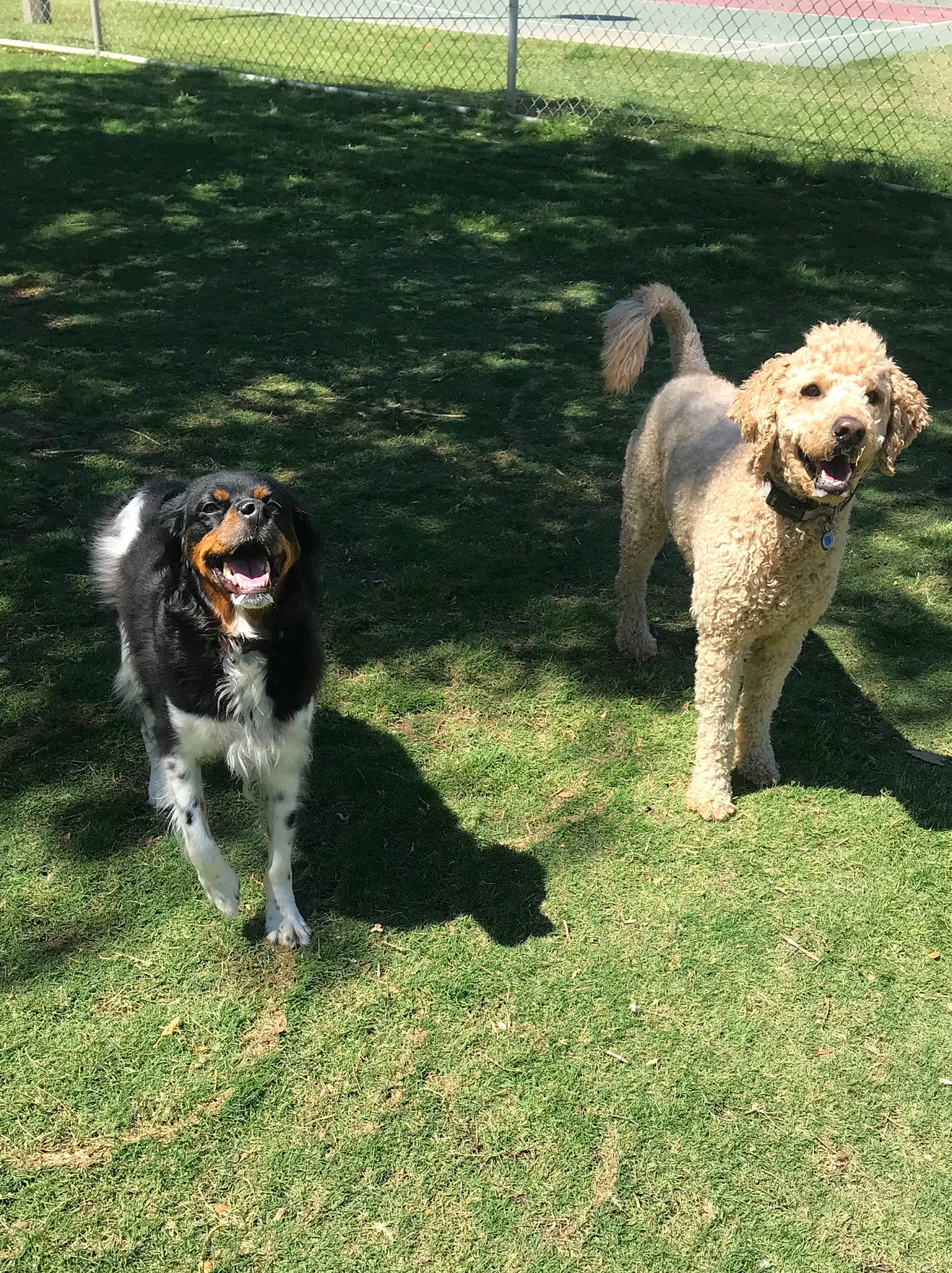 Duke joined the competition — help win amazing prizes! canidae, carnivore, companion_dog, dog, dog_breed, fence, grass, gun_dog, labradoodle, livestock_guardian_dog, mammal, plant, poodle, sporting_group, standard_poodle, tail, terrier, water_dog, working_dog, yard