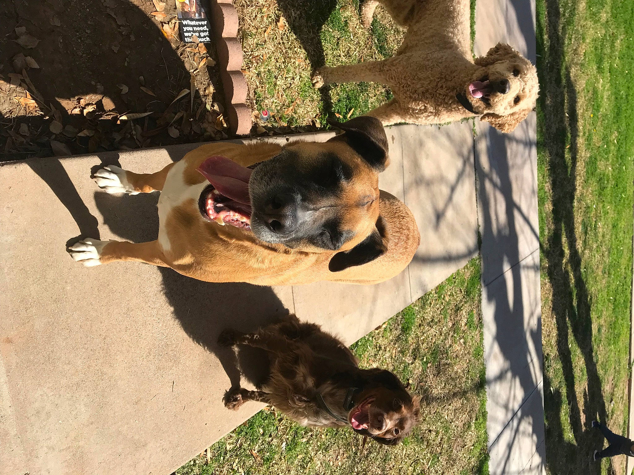 Duke is registered to the contest to win money with this photo: canidae, carnivore, collar, companion_dog, dog, dog_breed, dog_collar, dog_supply, fawn, fur, grass, leash, pet_supply, plant, shadow, snout, sporting_group, tail, tree, working_animal