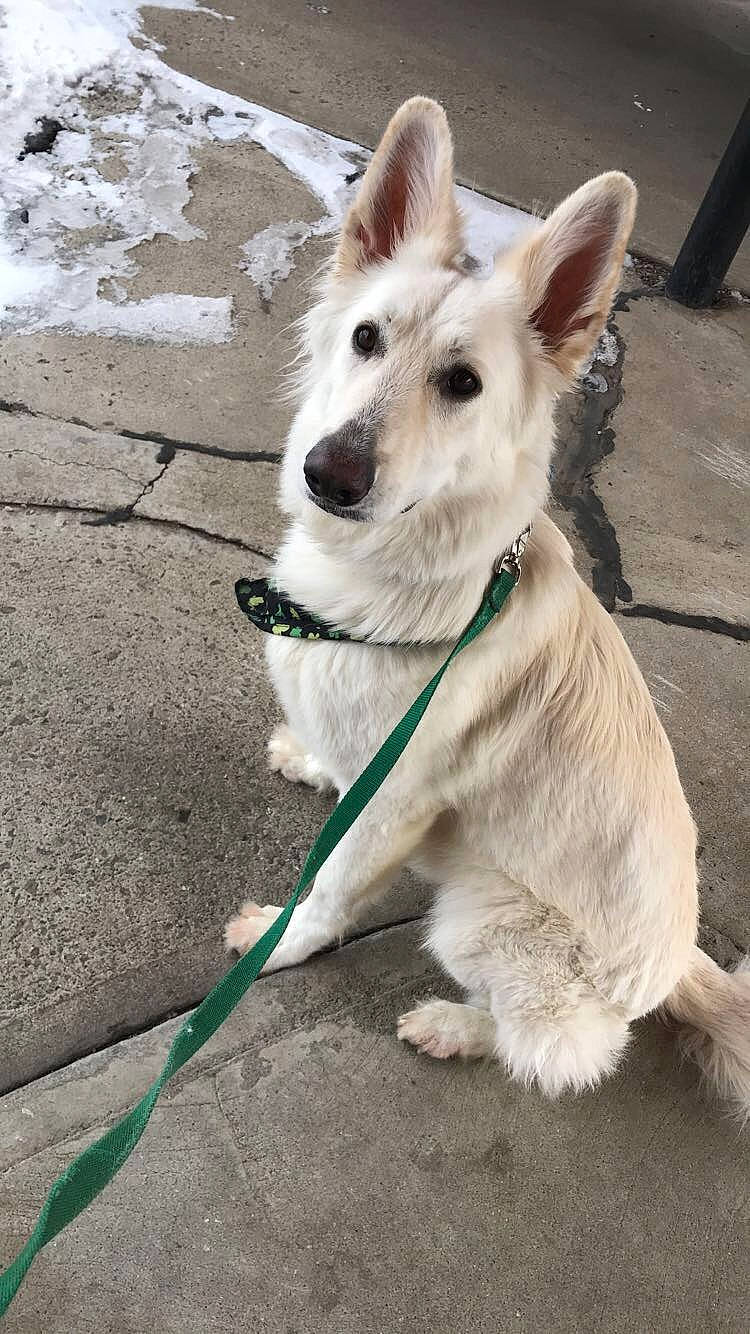 Achilles joined the competition — help win amazing prizes! canidae, carnivore, collar, companion_dog, dog, dog_breed, dog_collar, dog_supply, fawn, fur, leash, pet_supply, road_surface, sidewalk, snout, sporting_group, tail, whiskers, working_animal, working_dog