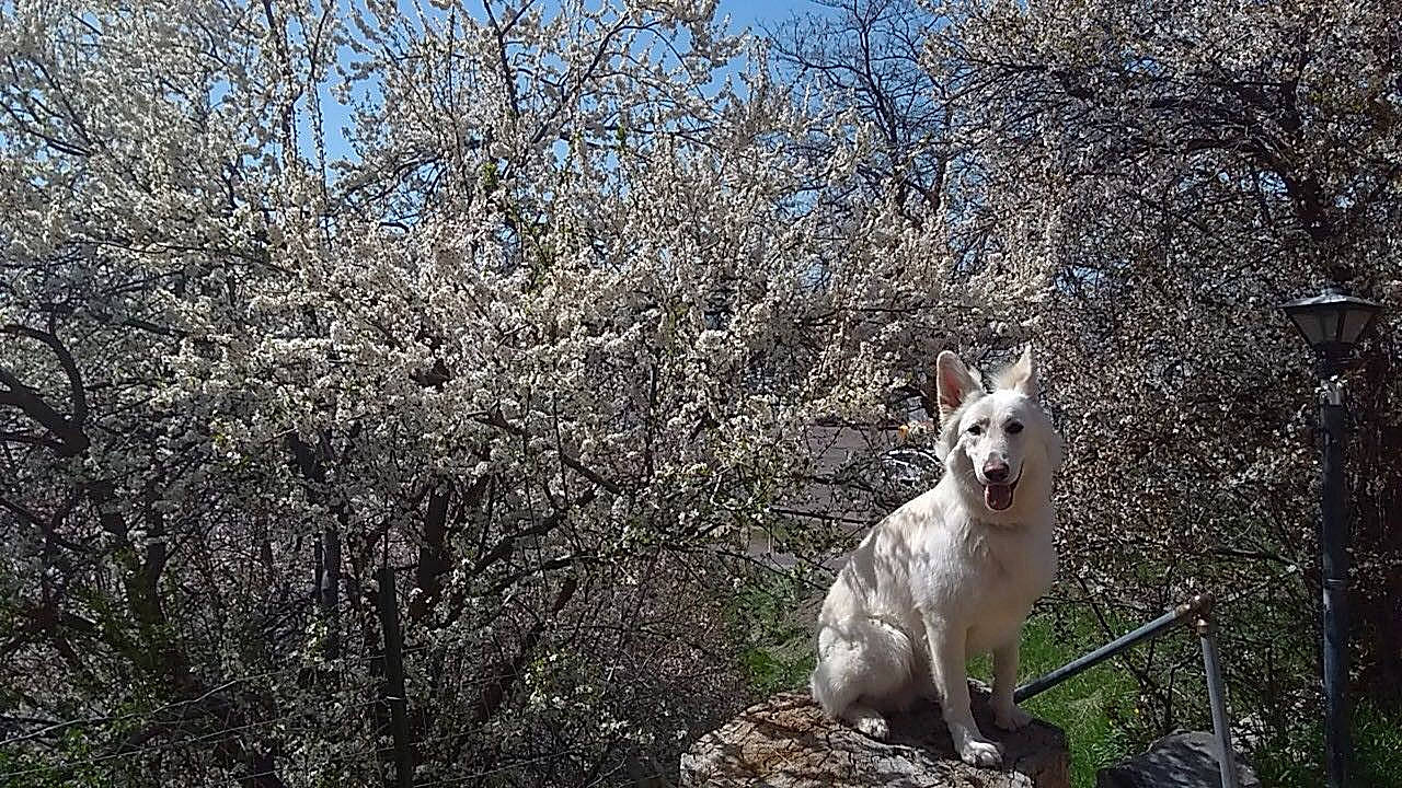 Achilles joined the competition — help win amazing prizes! canidae, carnivore, companion_dog, dog, dog_breed, forest, grass, plant, sky, snout, sporting_group, tail, terrestrial_animal, tree, trunk, twig, whiskers, wildlife, wood, working_animal