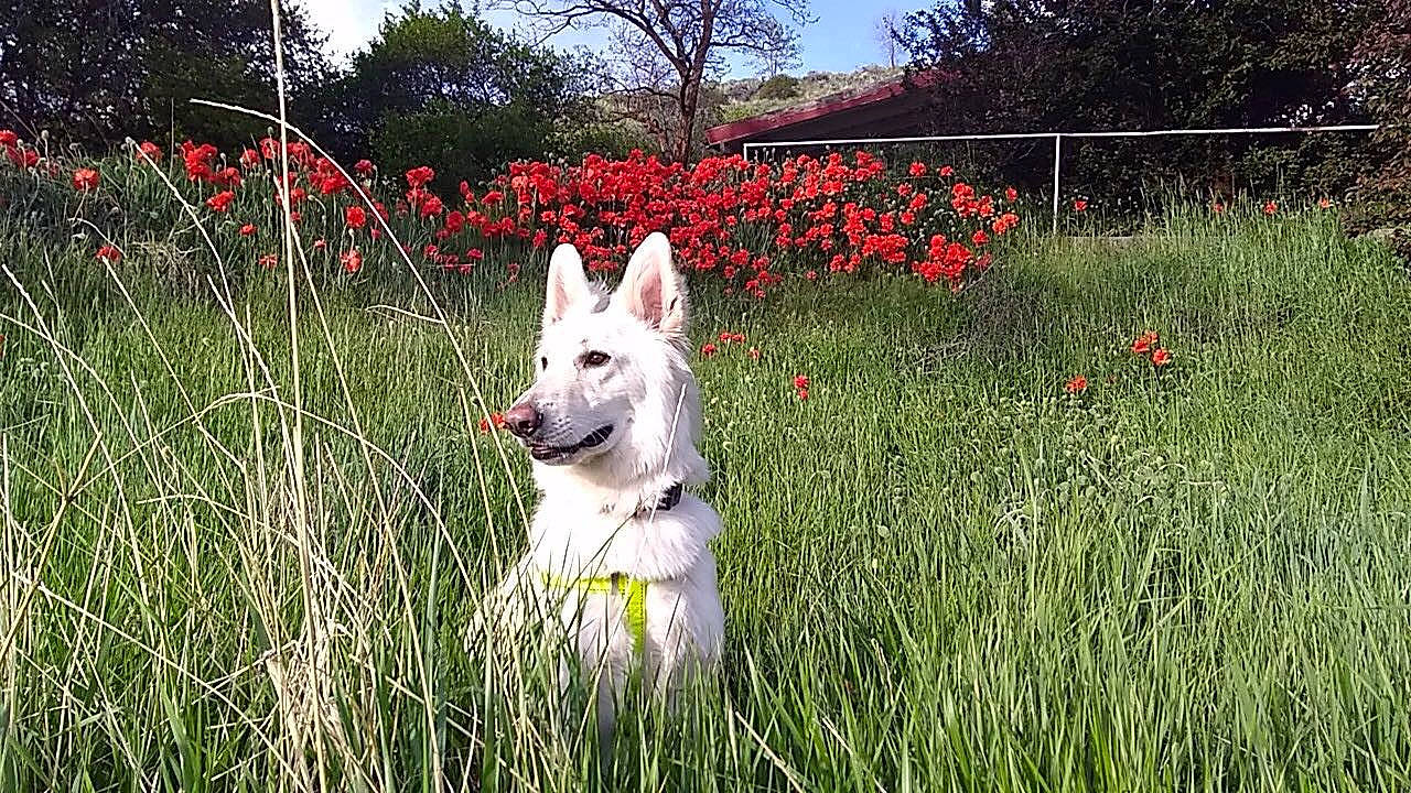 Achilles joined the competition — help win amazing prizes! canidae, canis, carnivore, collar, companion_dog, dog, dog_breed, flower, garden, grass, grassland, herbaceous_plant, kintamani, plant, shrub, sky, sporting_group, tree, wolf, working_animal