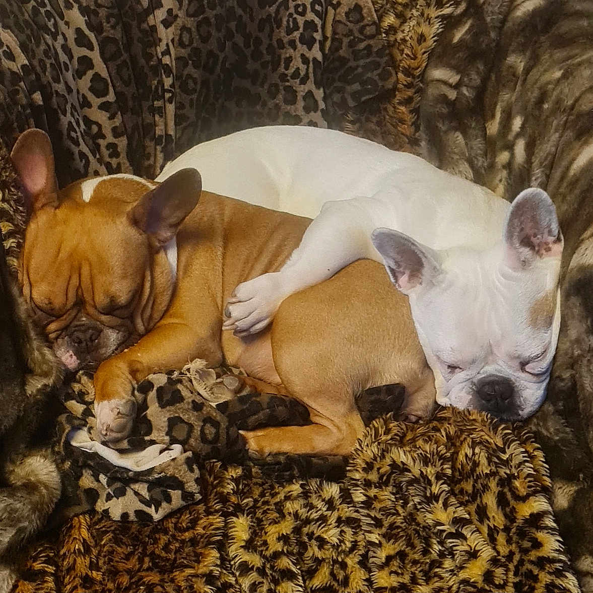 Lilly-Rose participe au concours pour gagner de l'argent avec cette photo : animal, blanket, brown_dog, companion, cozy, cute, dog, ears, face, french_bulldog, friendship, fur, indoors, patterned_blanket, paw, pet, resting, sleeping, snuggling, white_dog