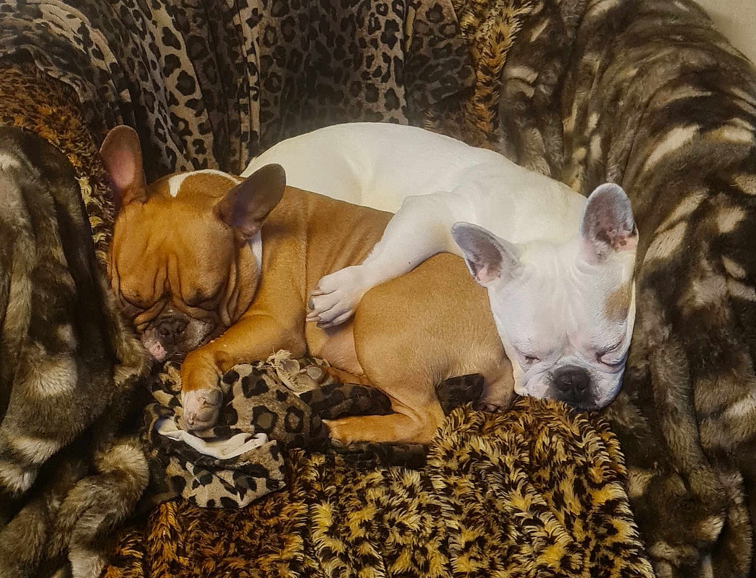 Lilly-Rose participe au concours pour gagner de l'argent avec cette photo : animal, blanket, brown_dog, companion, cozy, cute, dog, ears, face, french_bulldog, friendship, fur, indoors, patterned_blanket, paw, pet, resting, sleeping, snuggling, white_dog