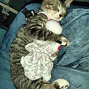 Taki is registered to the contest to win money with this photo: kitten, sleeping, cat, tabby, plush_toy, blanket, cozy, paw, fur, pet, animal, resting, cute, indoor, soft, snuggling, napping, domestic_cat, feline, comfort