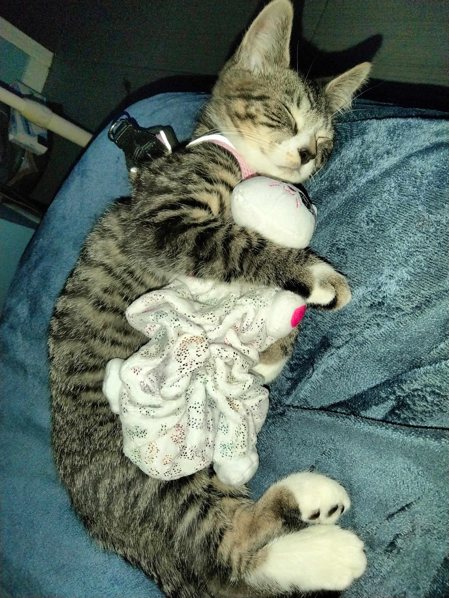 Taki is registered to the contest to win money with this photo: kitten, sleeping, cat, tabby, plush_toy, blanket, cozy, paw, fur, pet, animal, resting, cute, indoor, soft, snuggling, napping, domestic_cat, feline, comfort