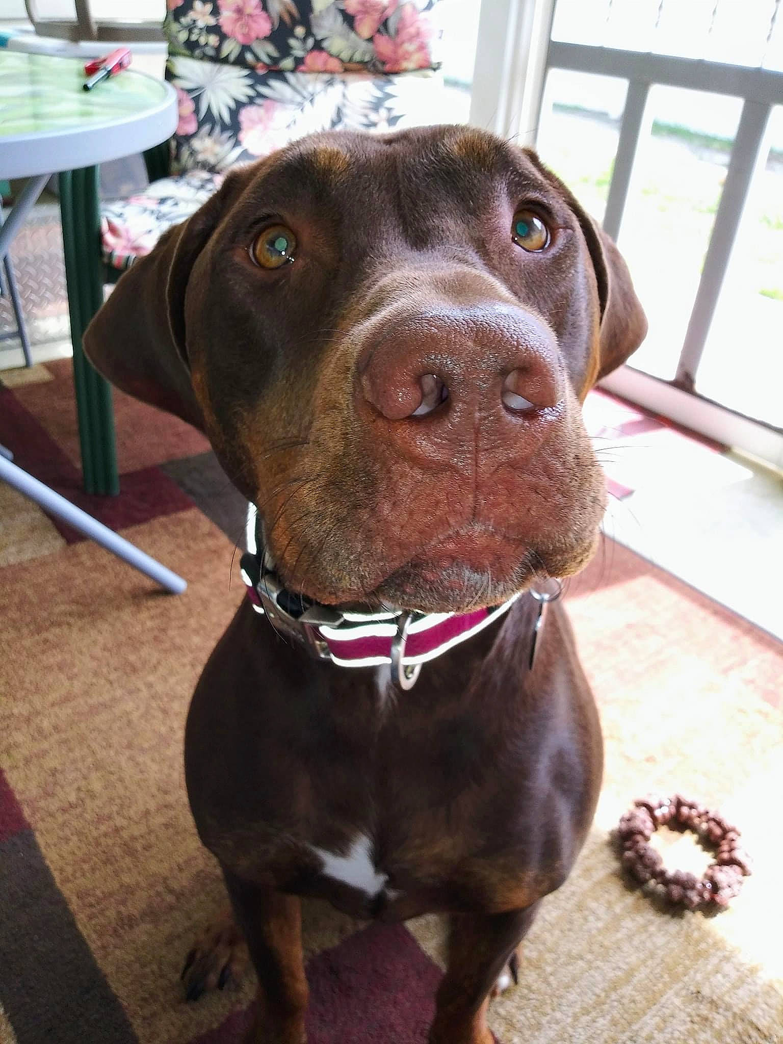 Magnolia is registered to the contest to win money with this photo: canidae, carnivore, companion_dog, dog, dog_breed, dog_collar, ear, german_shorthaired_pointer, hunting_dog, labrador_retriever, liver, mammal, pointer, pointing_breed, rare_breed_dog, snout, sporting_group, vertebrate, vizsla