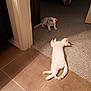 animal, carpet, cat, cozy, curious, cute, domestic, feline, floor, home, indoor, lying_down, orange_markings, pet, quiet, relaxing, sitting, tile_floor, two_cats, white_cat