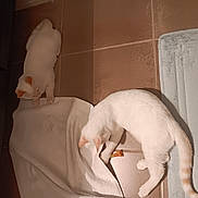 Onyx And Simba is registered to the contest to win money with this photo: animal, brown_tiles, cat, curious, domestic_cat, exploring, floor_mat, home, indoor, mammal, pet, playful, quiet, resting, soft_lighting, striped_tail, tile_floor, towel, two_cats, white_cat