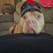 Junior is registered to the contest to win money with this photo: dog, hat, blur, indoor, couch, furniture, mesh, living_room, pet, canine, brown_dog, headwear, red_rose, background, domestic, animal, close_up, resting, blurred_face, cozy