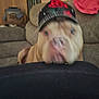 dog, hat, blur, indoor, couch, furniture, mesh, living_room, pet, canine, brown_dog, headwear, red_rose, background, domestic, animal, close_up, resting, blurred_face, cozy