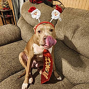 Sassy joined the competition — help win amazing prizes! dog, couch, christmas, holiday, tie, headband, santa, festive, indoor, pet, canine, decor, tongue, brown_dog, white_paws, seated, cozy, living_room, playful, celebration