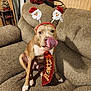 brown_dog, canine, celebration, christmas, couch, cozy, decor, dog, festive, headband, holiday, indoor, living_room, pet, playful, santa, seated, tie, tongue, white_paws