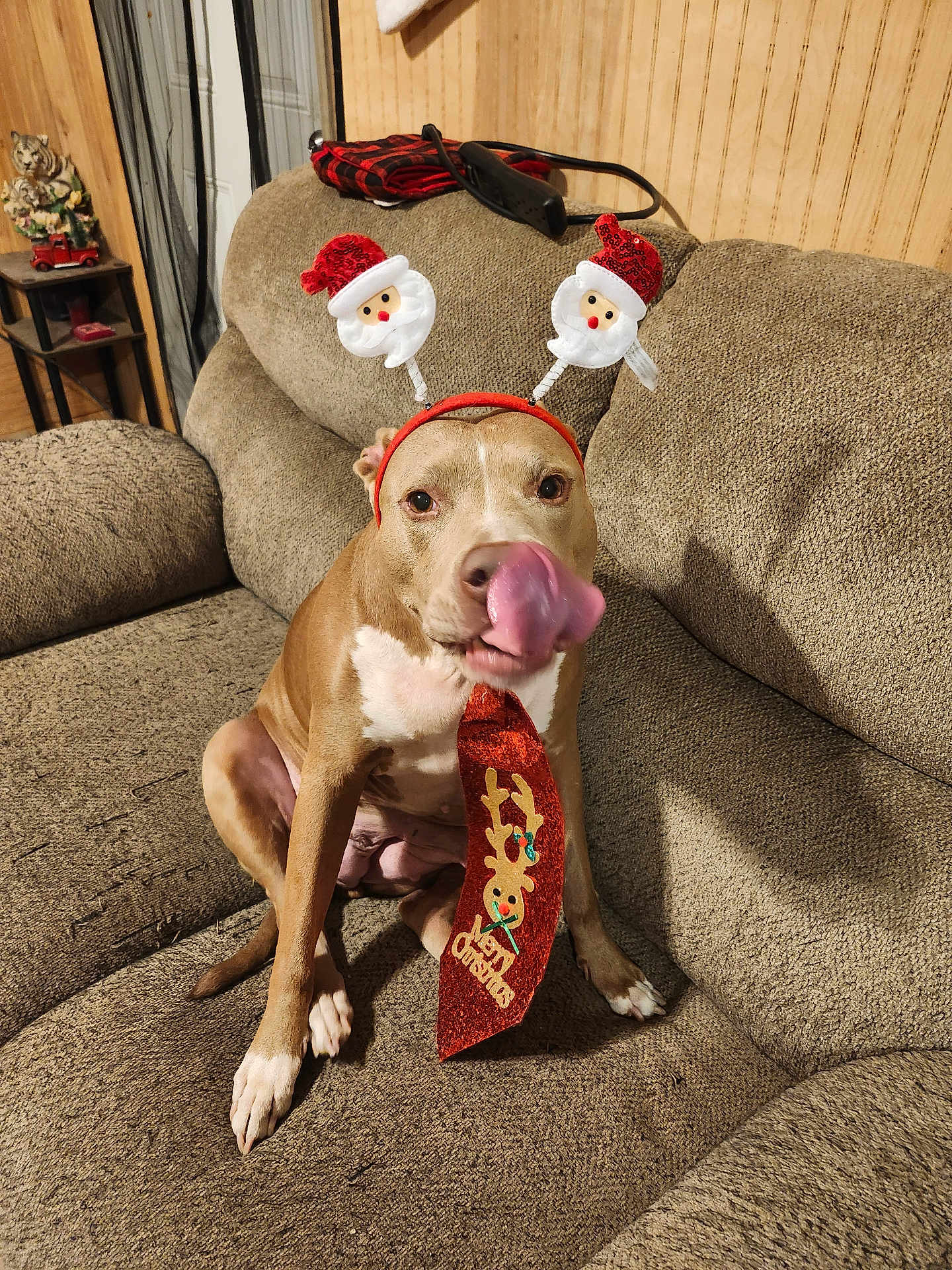 Sassy joined the competition — help win amazing prizes! dog, couch, christmas, holiday, tie, headband, santa, festive, indoor, pet, canine, decor, tongue, brown_dog, white_paws, seated, cozy, living_room, playful, celebration