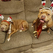 Coco joined the competition — help win amazing prizes! animal, brown_dog, canine, christmas, costume, couch, cute, dog, festive, floor, furniture, headband, holiday, indoor, living_room, pet, pitbull, relaxed, tie, two_dogs