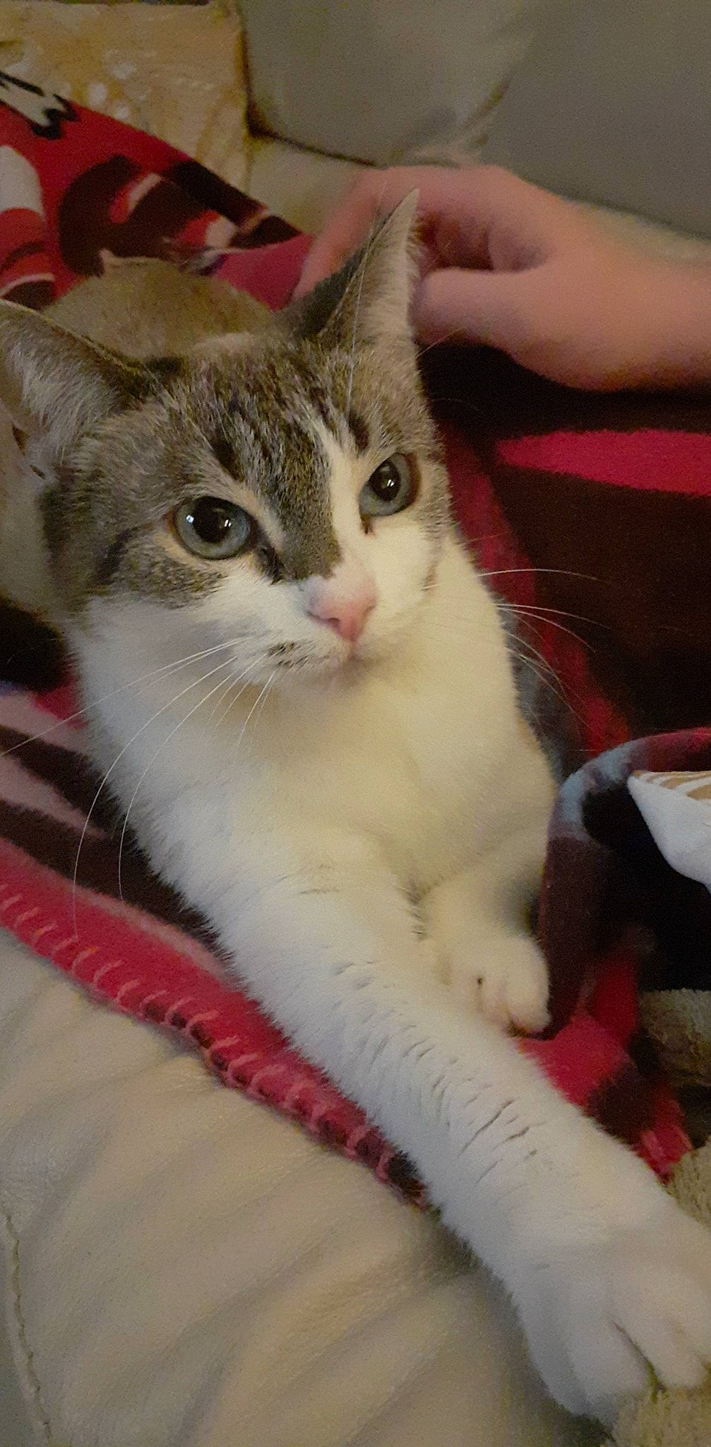 Chouquette participe au concours pour gagner de l'argent avec cette photo : carnivore, cat, cat_supply, claw, domestic_short_haired_cat, felidae, foot, fur, nail, paw, small_to_medium_sized_cats, snout, tail, whiskers