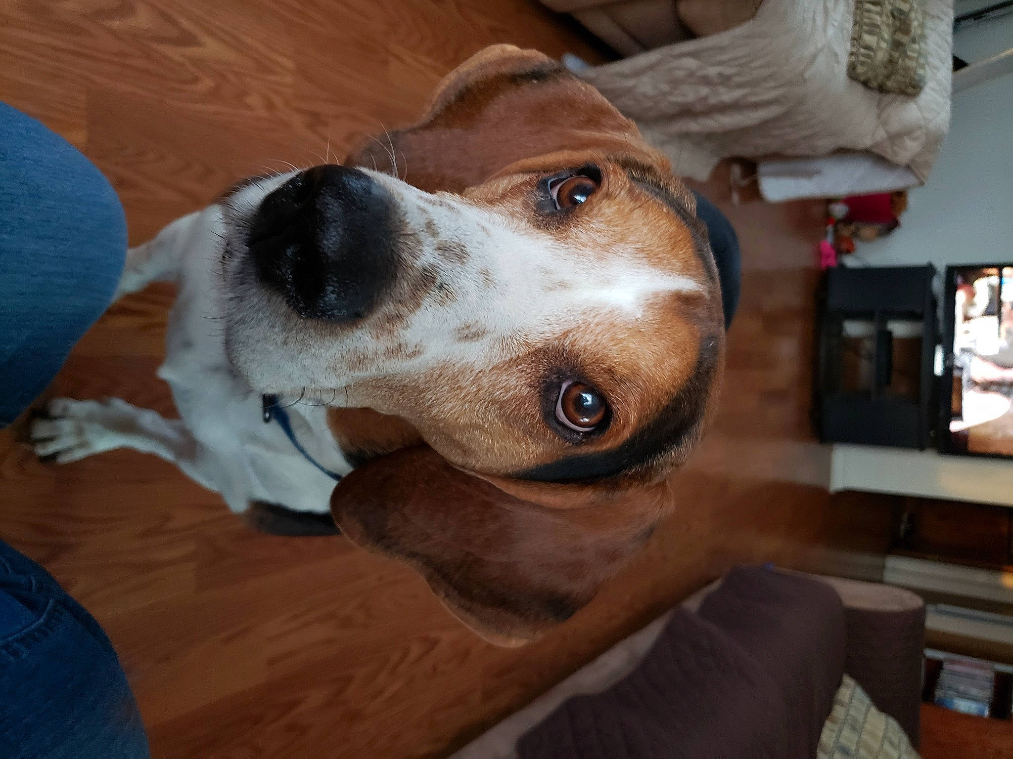 Zeus is registered to the contest to win money with this photo: beagle, beaglier, canidae, carnivore, collar, comfort, companion_dog, dog, dog_breed, ear, fawn, finnish_hound, fur, hound, scent_hound, snout, sporting_group, whiskers, wood, working_animal