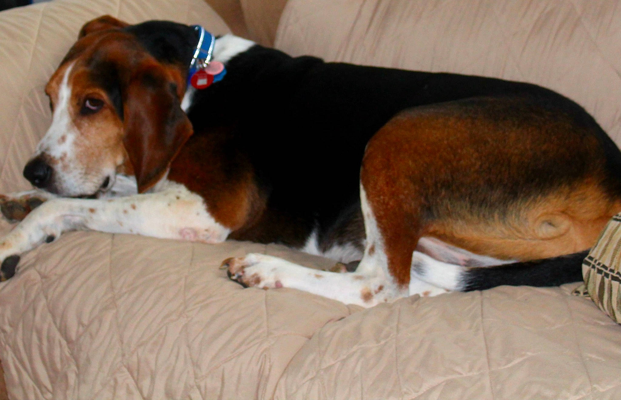 Zeus joined the competition — help win amazing prizes! beagle, beagle_harrier, beaglier, canidae, carnivore, collar, comfort, companion_dog, dog, dog_breed, fawn, fur, hound, liver, scent_hound, snout, sporting_group, tail, terrestrial_animal, working_animal