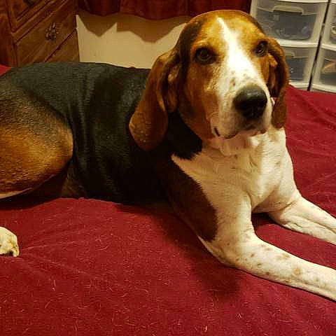 Zeus is registered to the contest to win money with this photo: bored, canidae, carnivore, comfort, companion_dog, dog, dog_breed, dog_supply, fawn, flooring, hardwood, hound, liver, pet_supply, scent_hound, snout, terrestrial_animal, whiskers, wood, working_animal