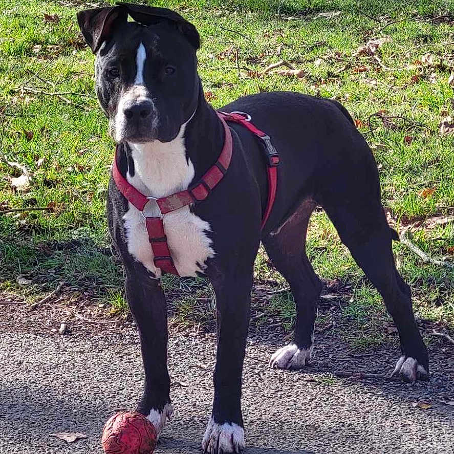 Cesar participe au concours pour gagner de l'argent avec cette photo : accessories, animal, ball, bulldog, canine, dog, football, grass, nature, outdoors, park, pet, plant, soccer, soccerball, sport, tennis, tennisball, tree, vegetation