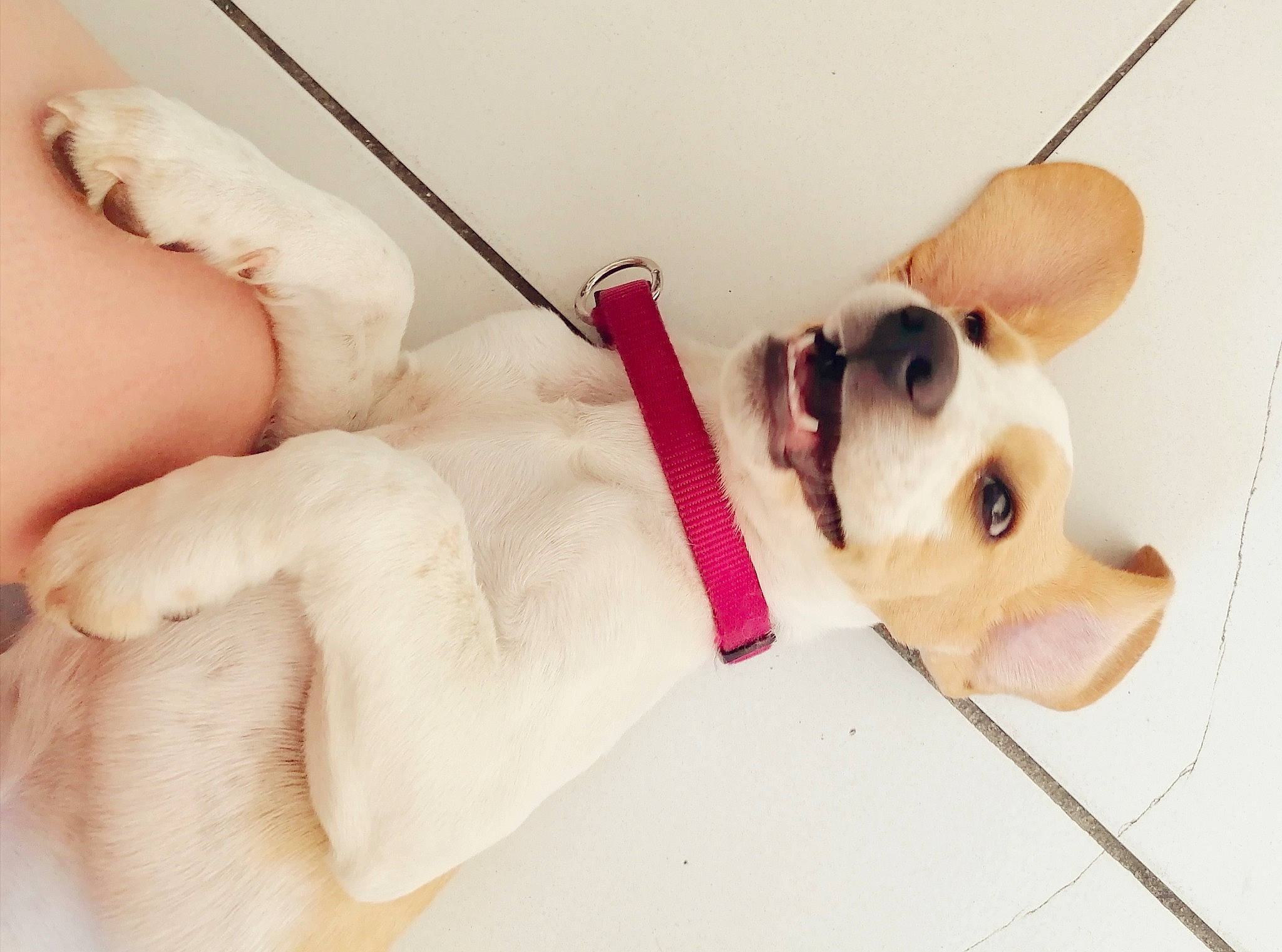 Raïley a rejoint le concours — aidez-le/la à gagner de superbes lots ! canidae, carnivore, companion_dog, dog, dog_breed, ear, fawn, french_bulldog, hand, head, non_sporting_group, nose, paw, puppy, puppy_love, skin, snout